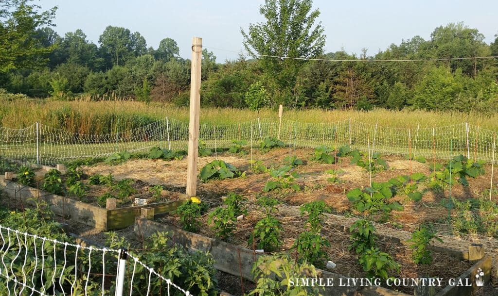 a large garden planted with tomatoes and pepper plants