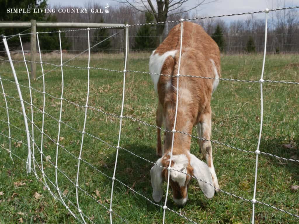 a light tan goat eating on the other side of electric fence netting