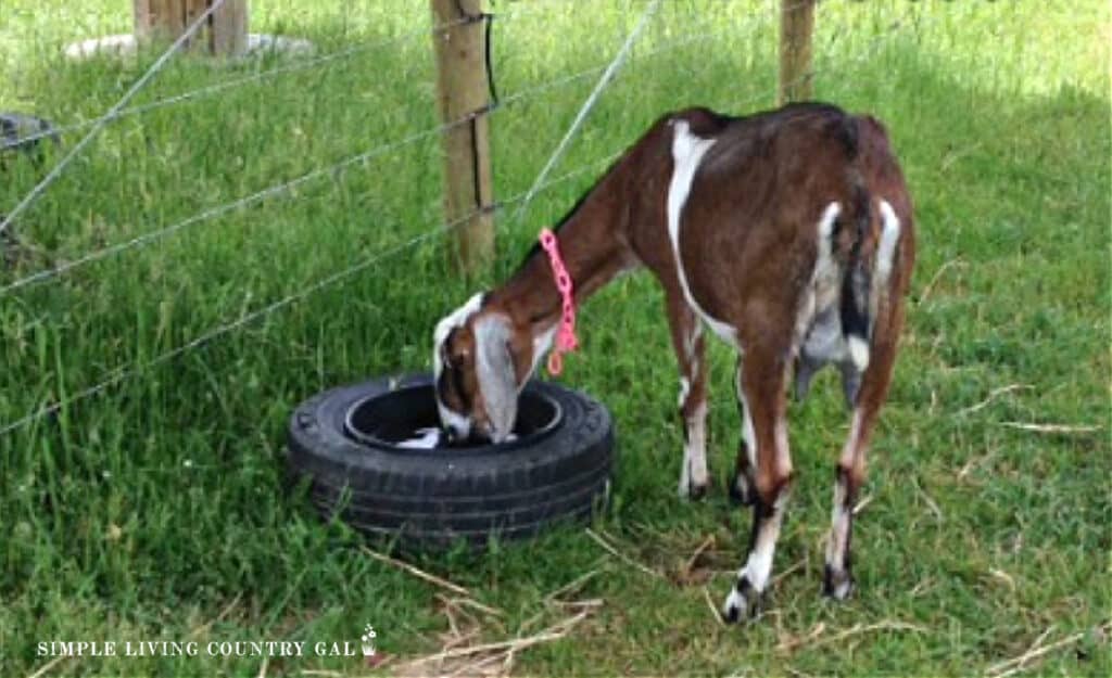 a nubian goat drinking water in a pasture