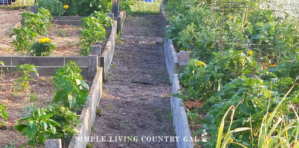 a pathway down the middle of a raised bed garden