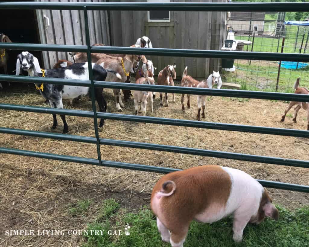 a pig standing in front of a fence gate with goats behind it