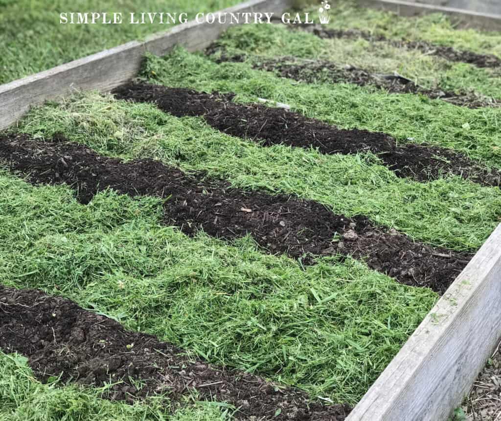 a raised garden bed that is mulched with fresh cut grass to stop weeds