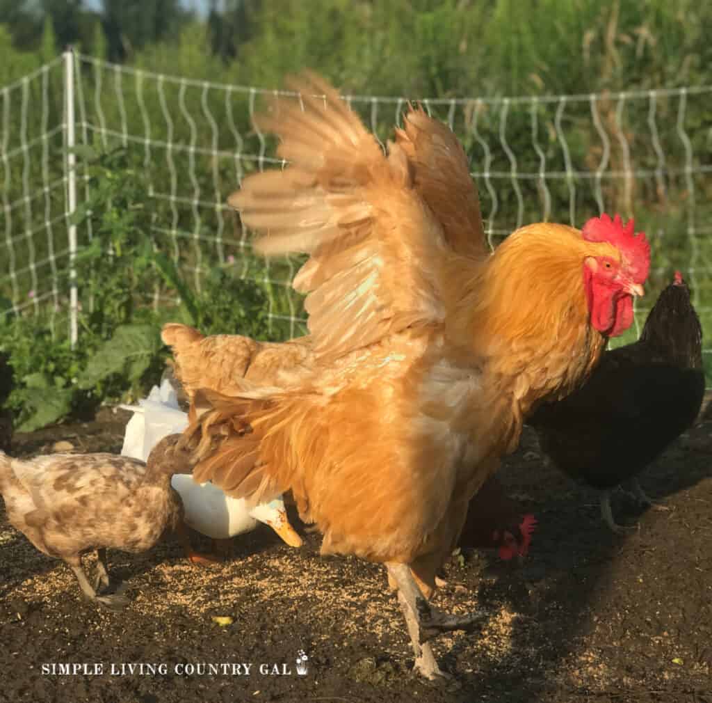 a rooster flapping his feathers in a chicken run 
