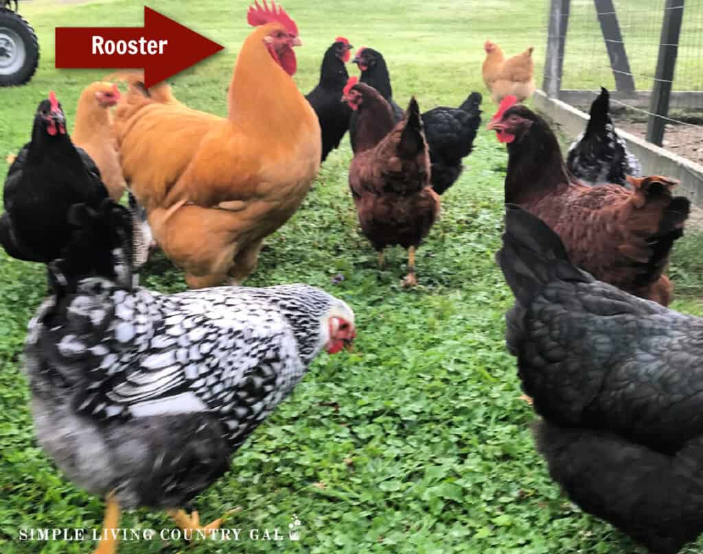a rooster standing in a group of hens (1)