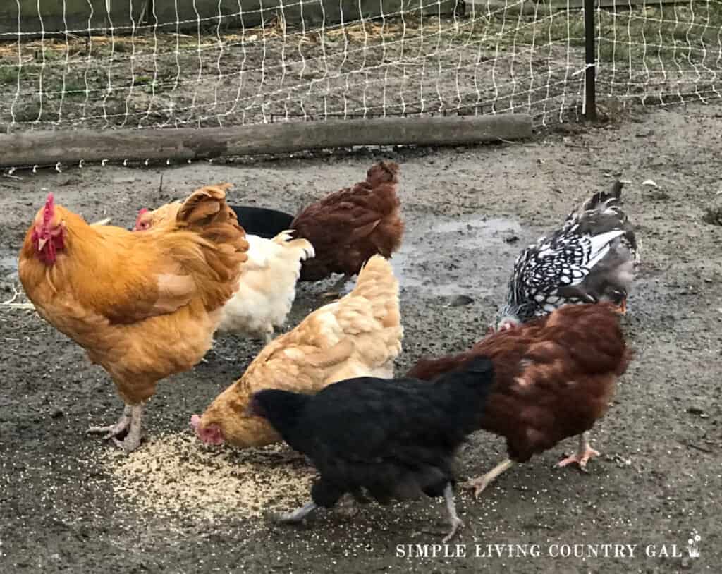 a rooster standing near hens that are eating scratch from the ground 