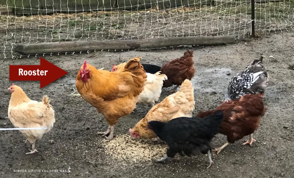 a rooster standing near hens that are eating scratch from the ground