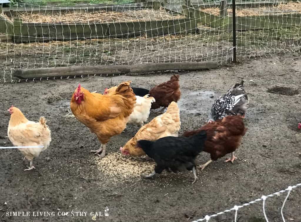 a rooster standing near hens that are eating scratch from the ground 