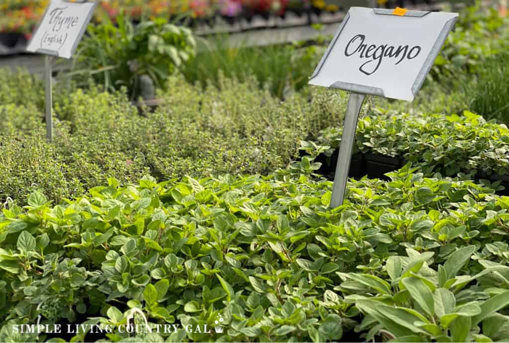 a selection of thyme and oregano in a garden center