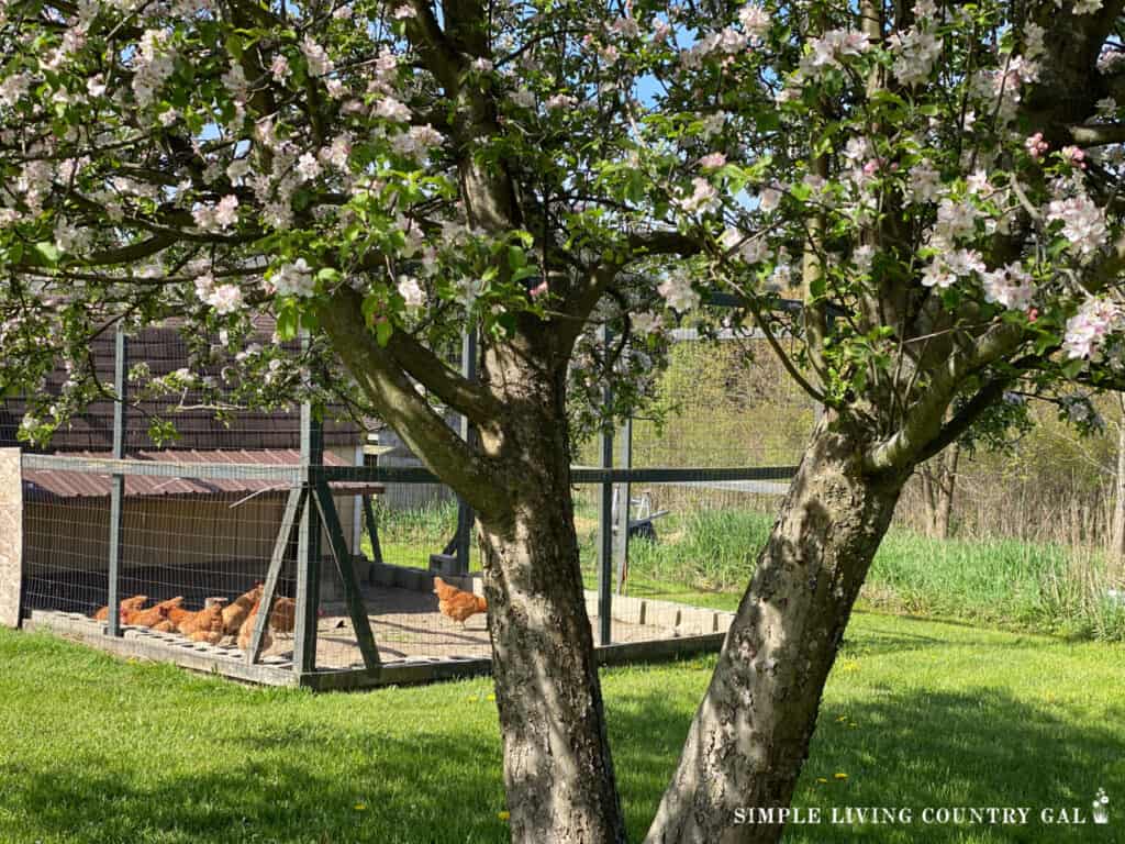 a shot of a group of chickens in an enclose run with an apple tree in the front