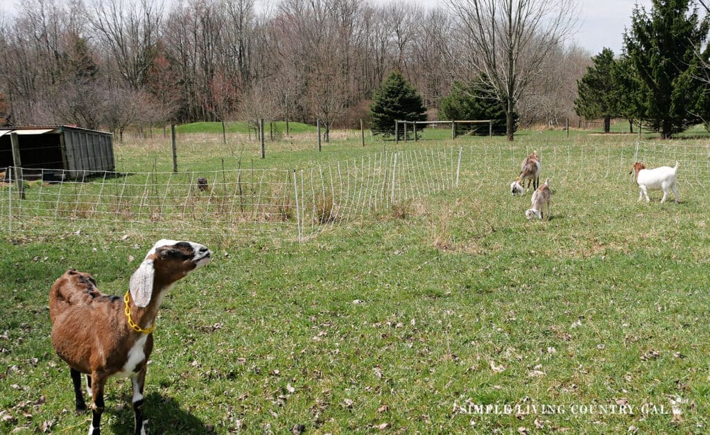 a small herd inside of a fenced in area grazing on weeds and grass