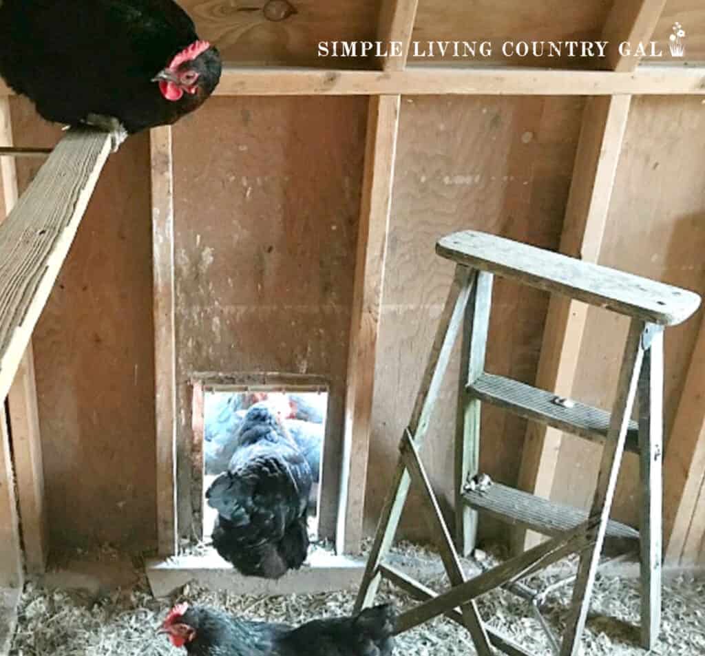 a step ladder in a chicken shed coop as a roost 