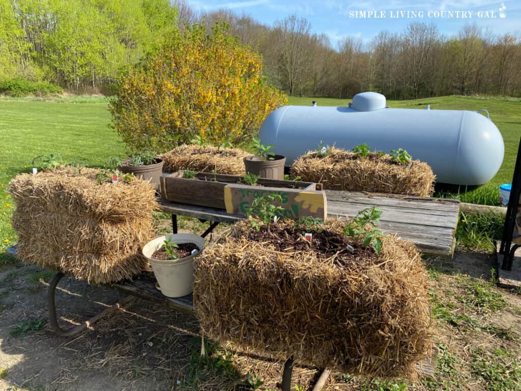 a straw bale garden setup on a picnic table planted with veggie