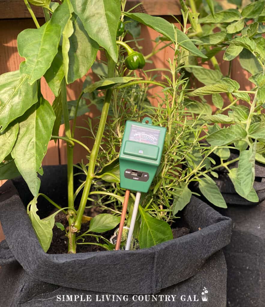 a watering meter a the base of a pepper plant in a grow bag