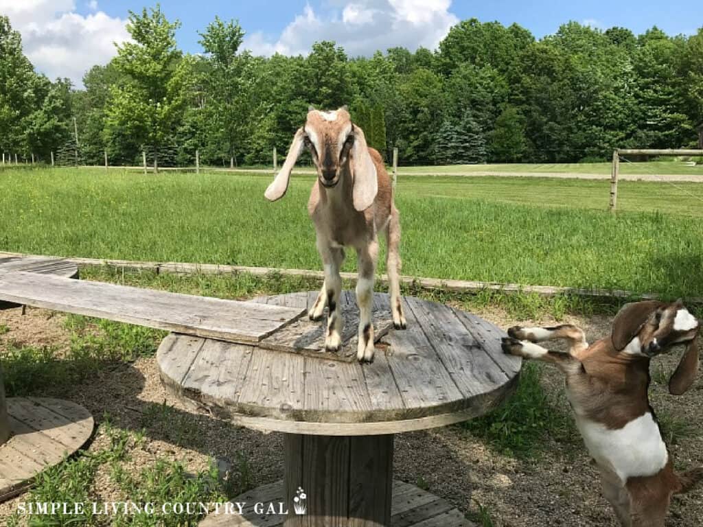 a white and tan goat standing on a wood spool in a pasture