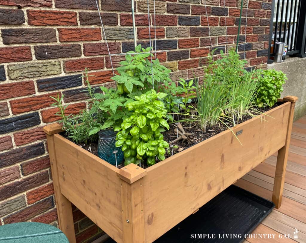 a wooden garden raised bed on a porch filled with herbs and vegetables