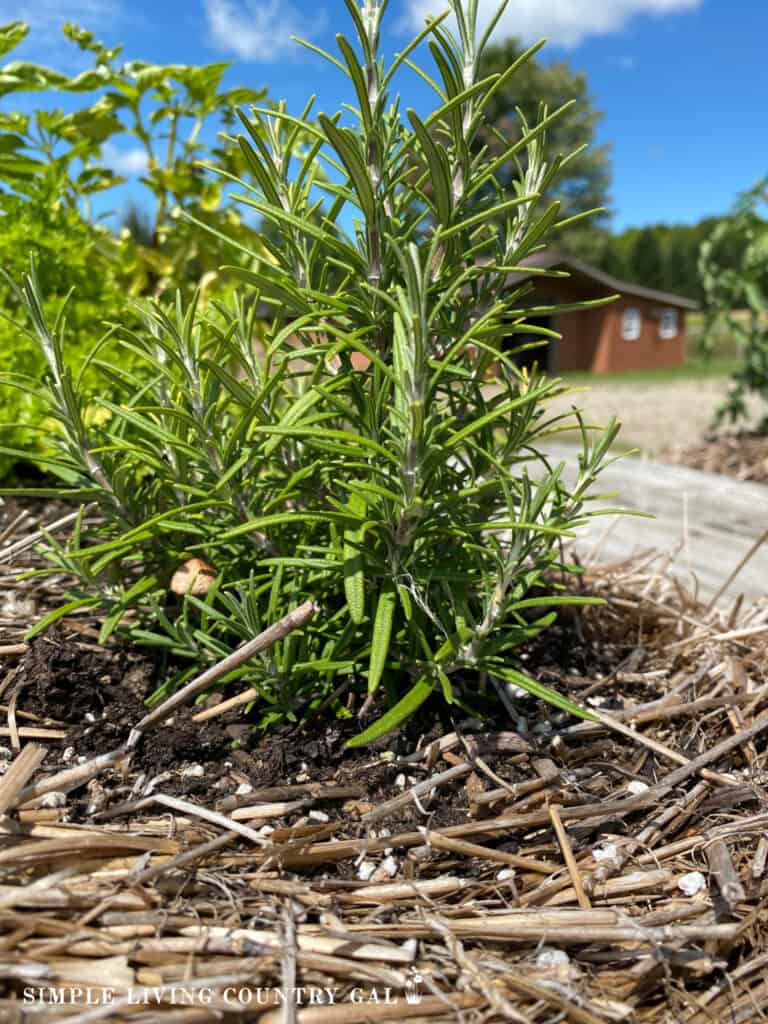 an herb plant growing in a straw bale