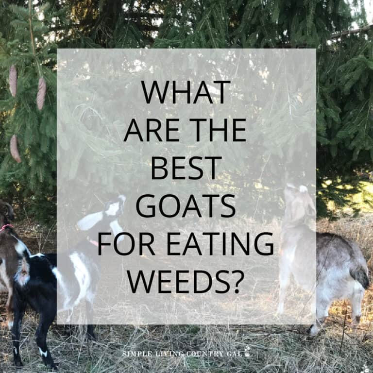 Best goats for eating weeds
