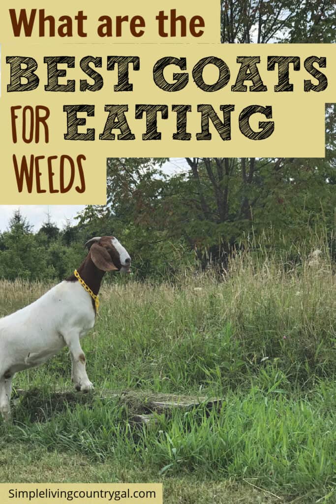 best goats for eating weeds 