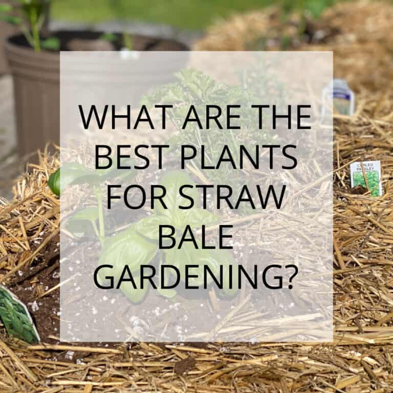 Best plants for straw bale gardening