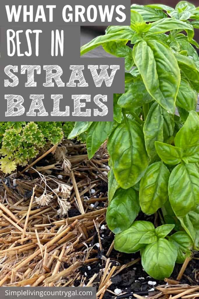 best plants for straw bale gardening