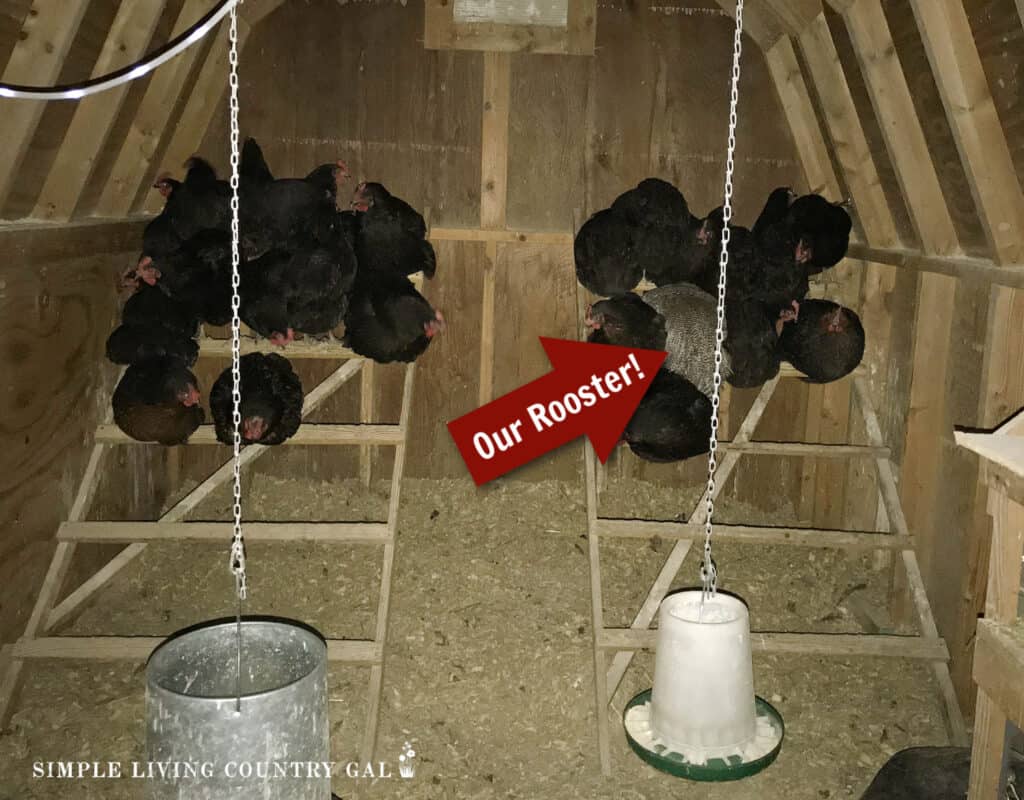 black chickens perched on a ladder roost inside of a coop (1)