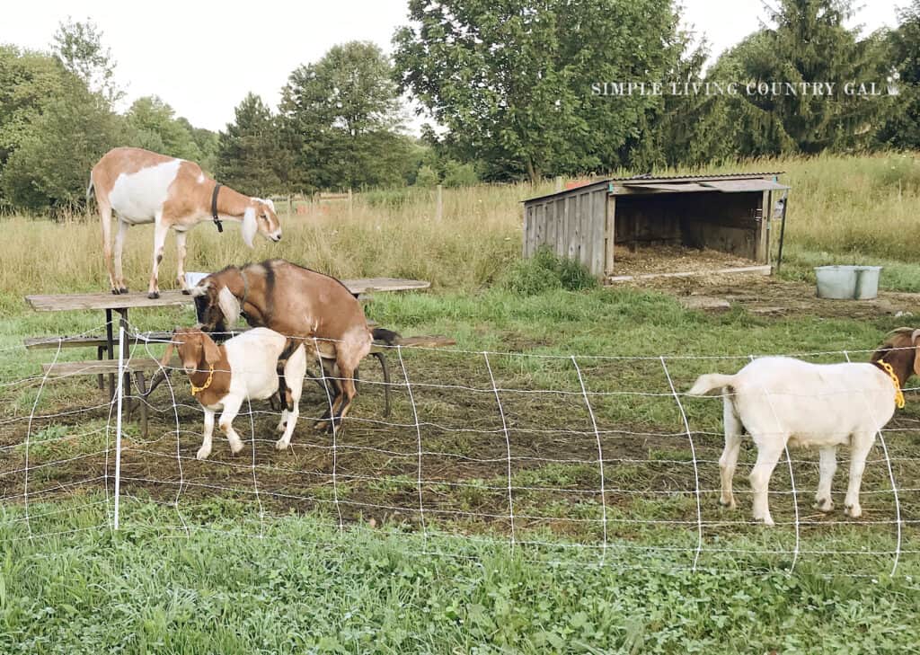 buck breeding a Boer Goat in a pasture copy