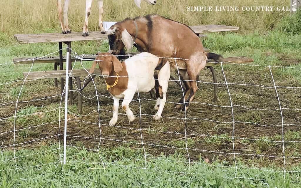 buck breeding a Boer Goat in a pasture 