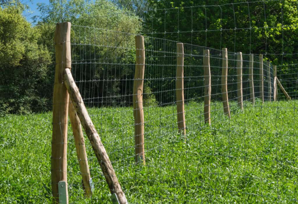 Fence of a pasture for horses or cows