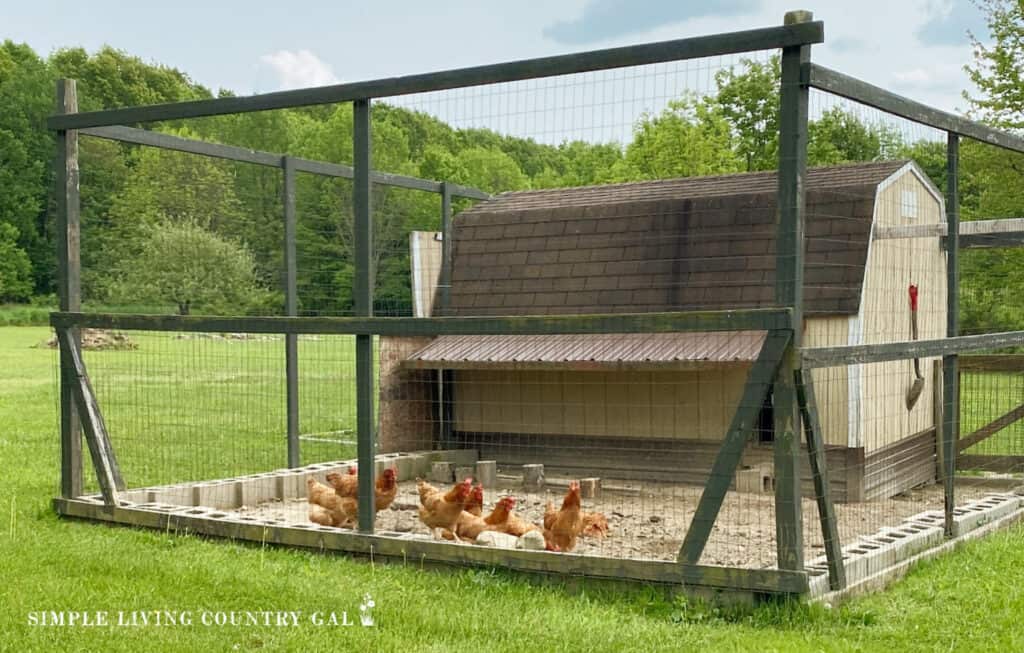 chicken coop made from an old shed with chickens outside in the run