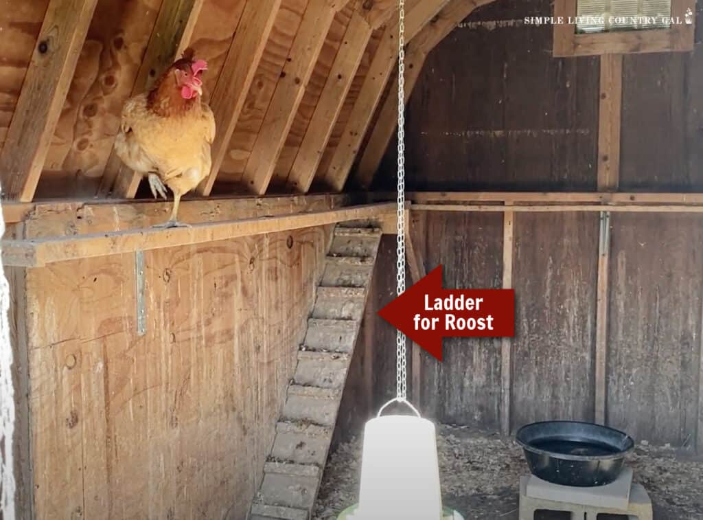 chicken on a high roost with a ladder going up to it.