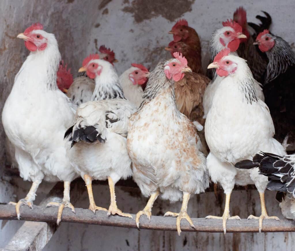 chickens on a branch perch