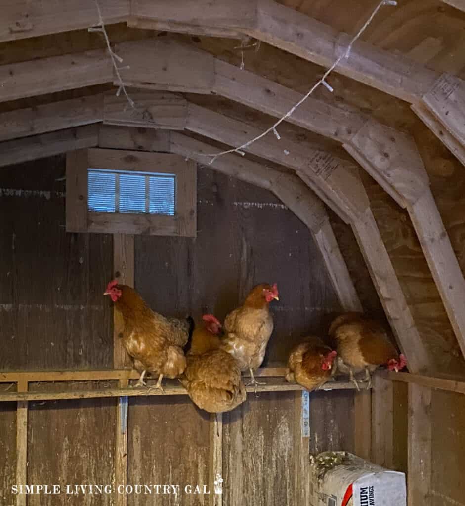 chickens on a roost in a coop after dark
