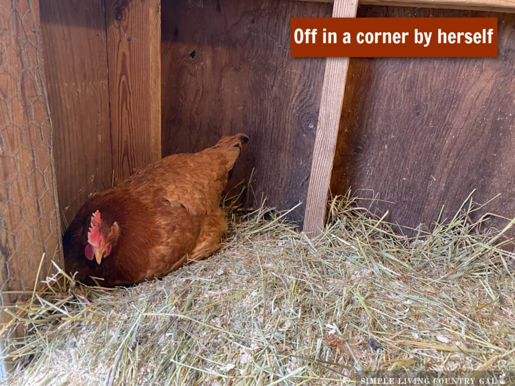 a chicken sitting on hay in a coop