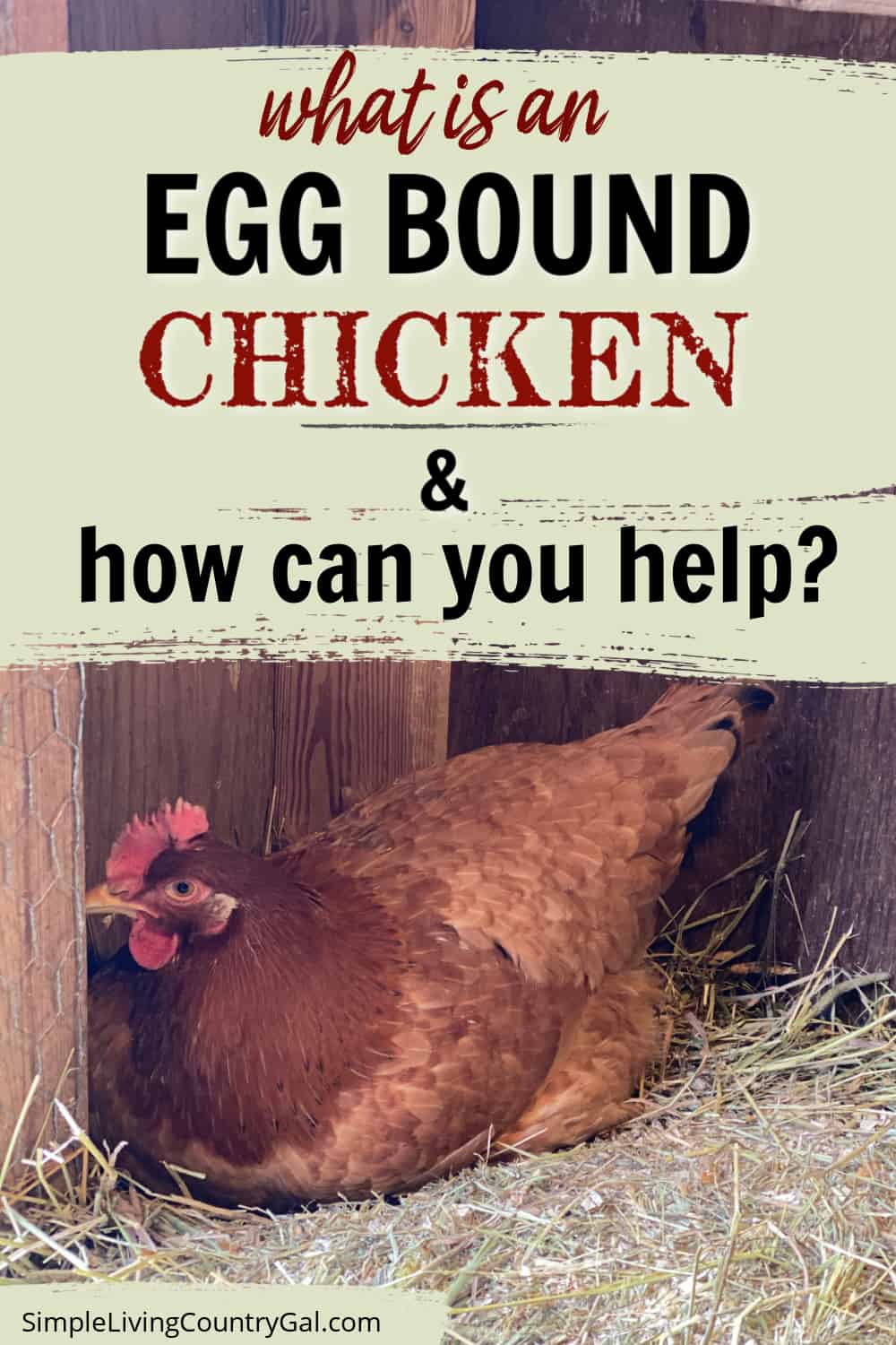 Eggbound chicken Simple Living Country Gal