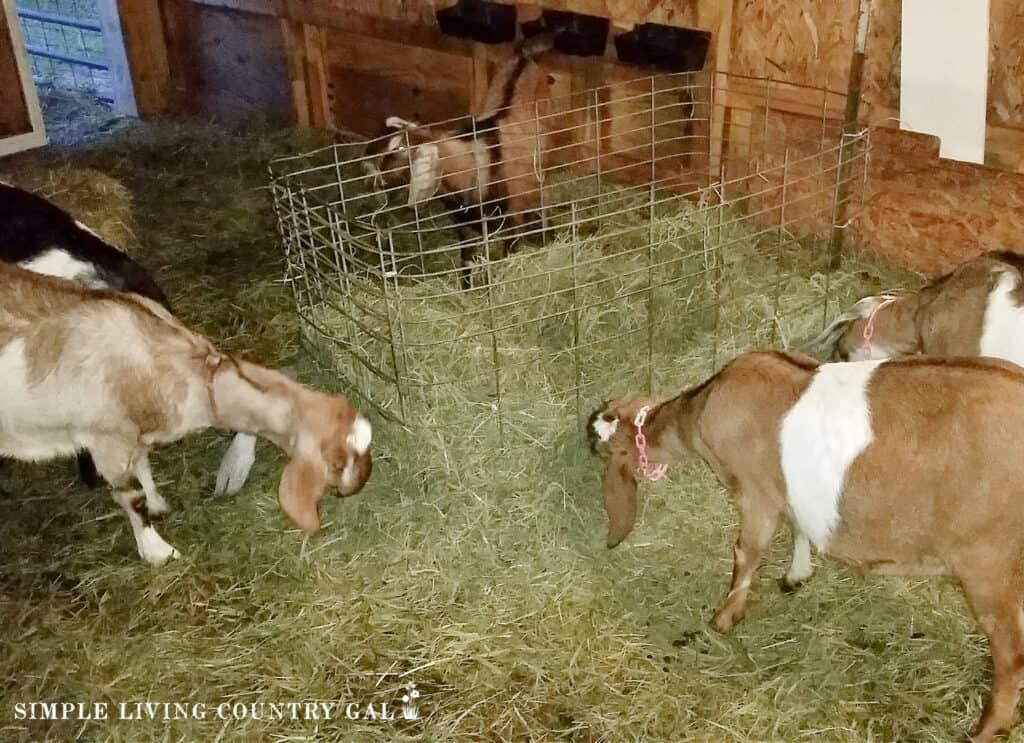goats eating from a hay bin in a barn 