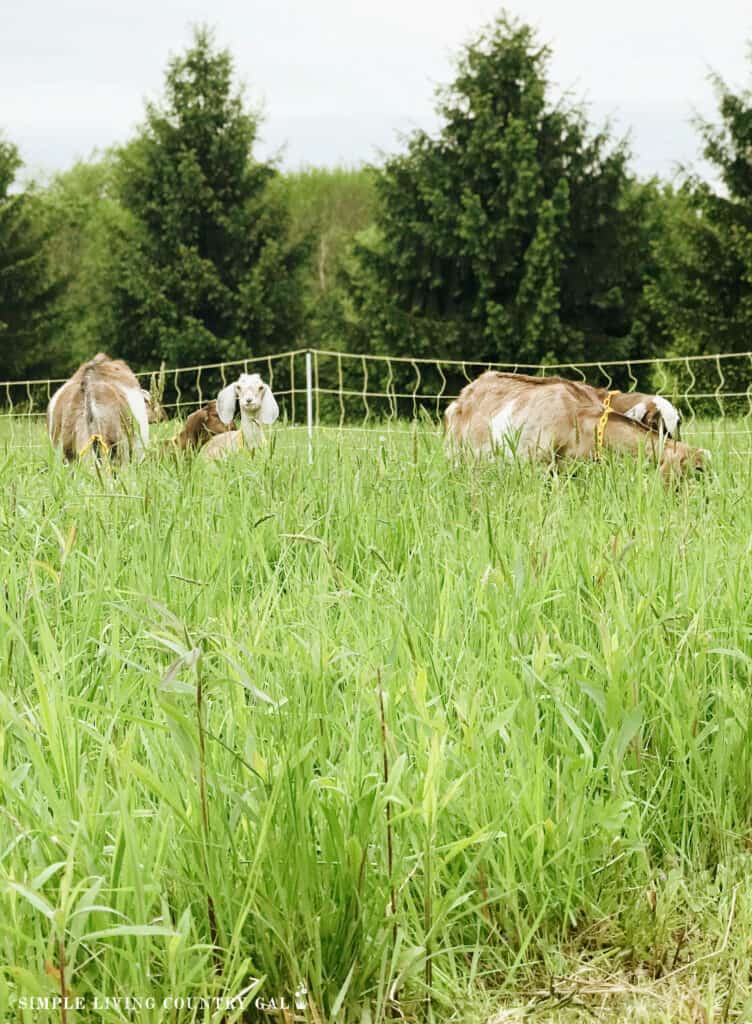 goats grazing in a pasture in front of a fence