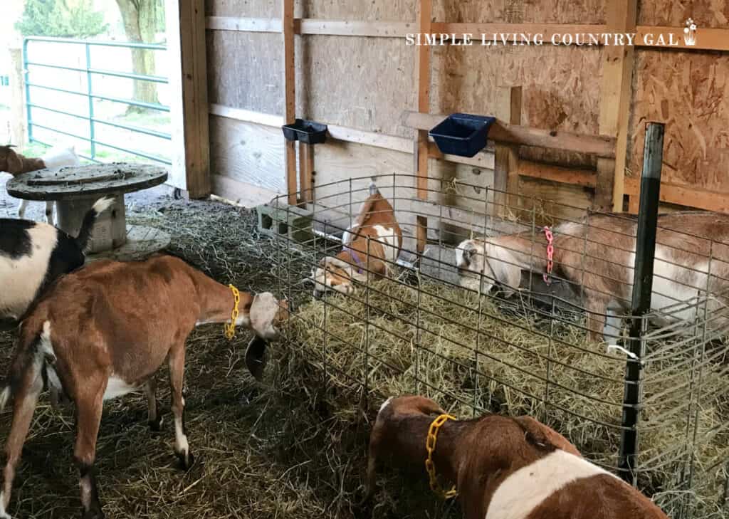 goats in a barn eating from a diy hay feeder in a barn