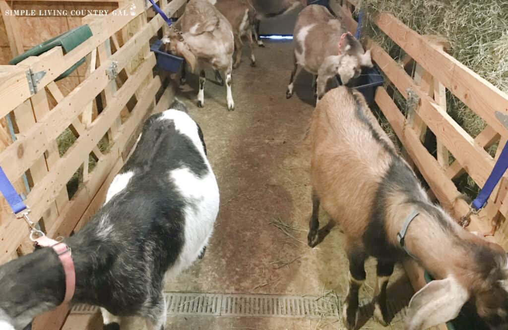 goats tethered to a fence eating out of bowls in a barn