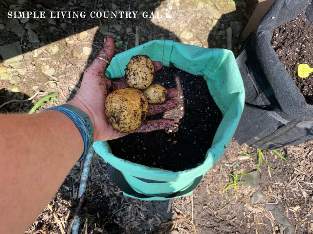 hand holding newly harvested potatoes from a grow bag