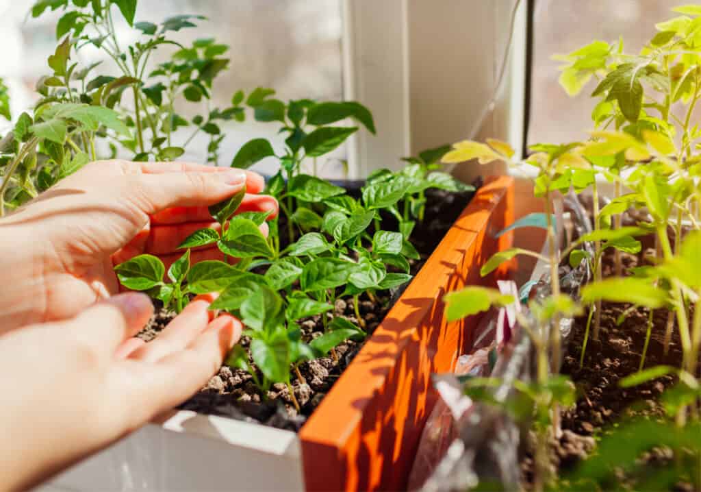 hands checking pepper seedlings growing on a window sill