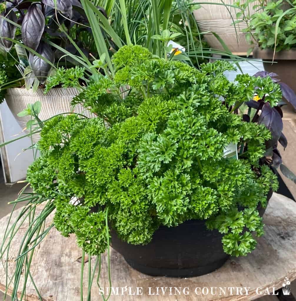 herbs growing in a flower pot