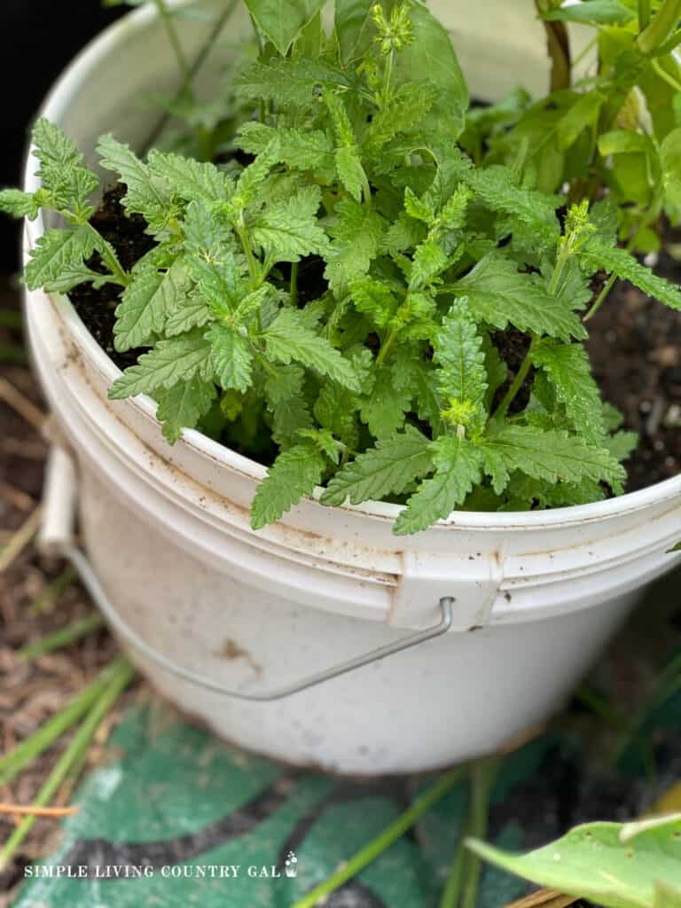 herbs growing in a white bucket