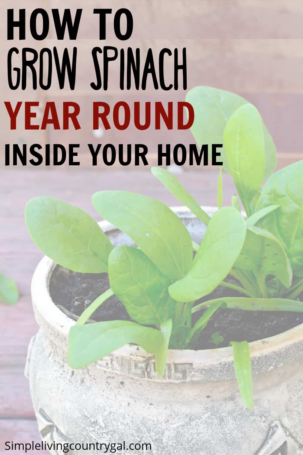 Growing spinach indoors year-round in pots