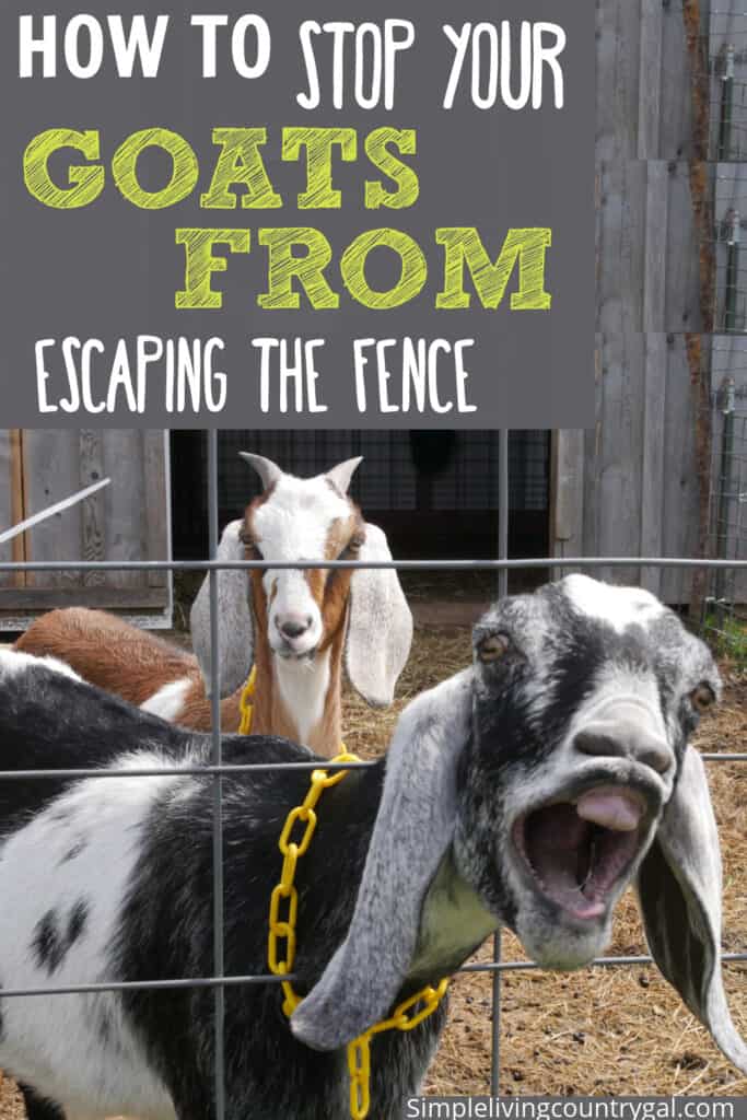 how to keep goats in a fence