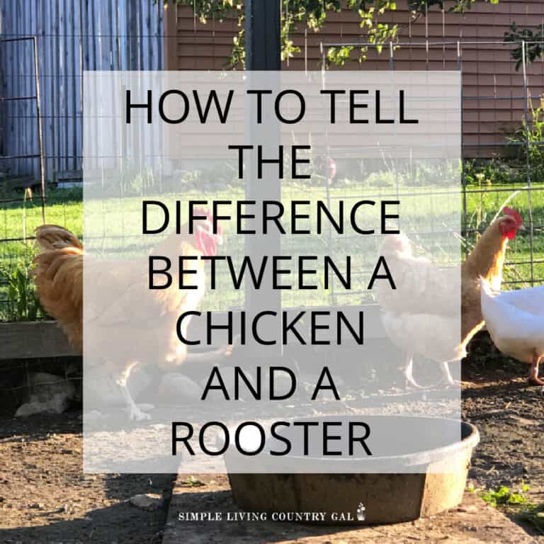 How to tell a chicken from a rooster