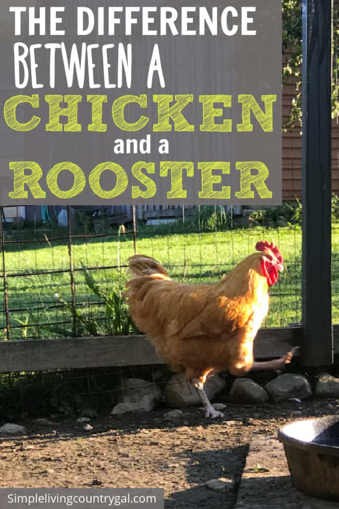how to tell a chicken from a rooster