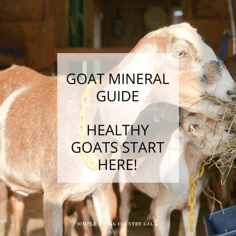minerals for goats