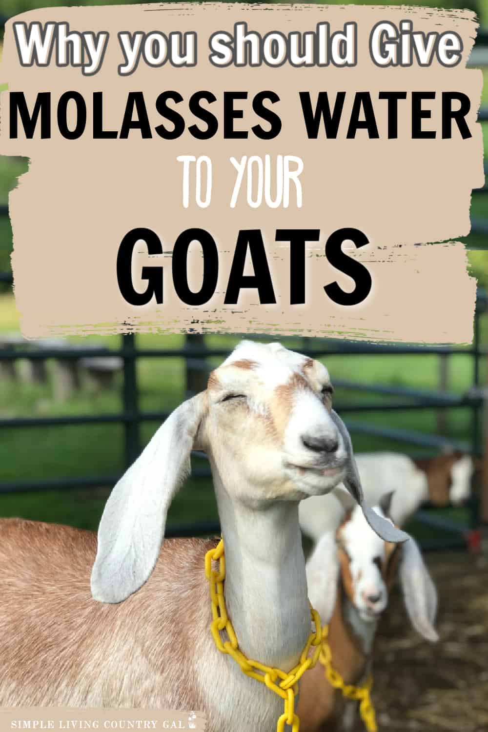 Molasses water for goats Simple Living Country Gal