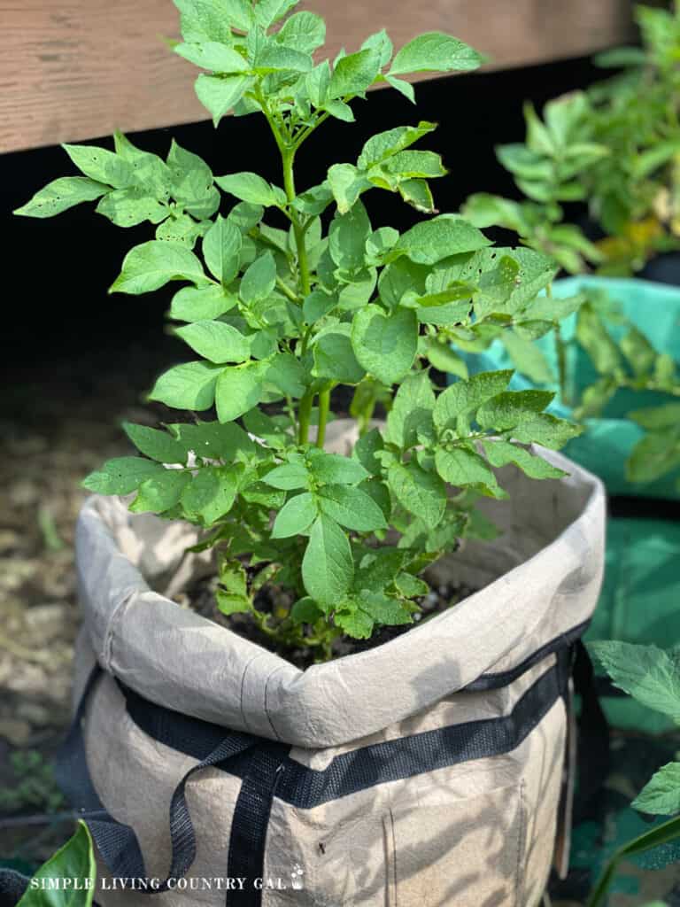 potato growing in a bag