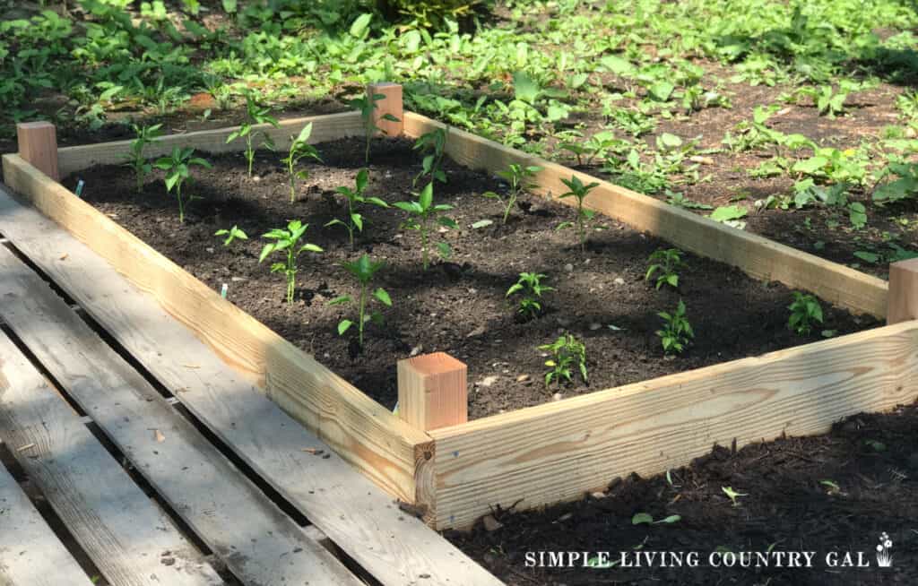 raised garden bed of pepper plants 